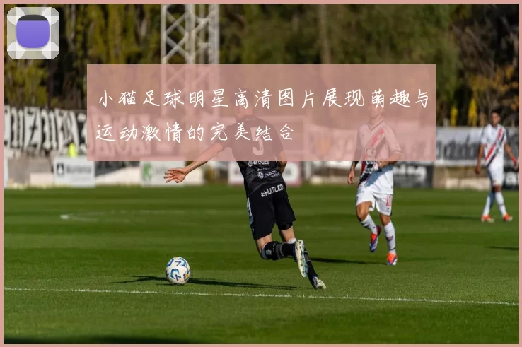 小猫足球明星高清图片展现萌趣与运动激情的完美结合