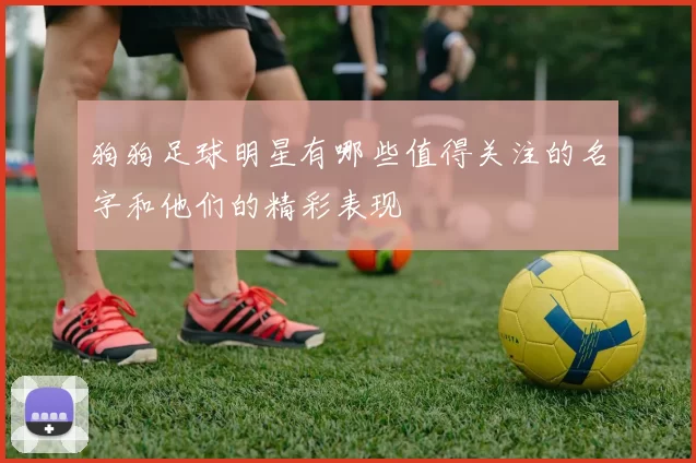 狗狗足球明星有哪些值得关注的名字和他们的精彩表现